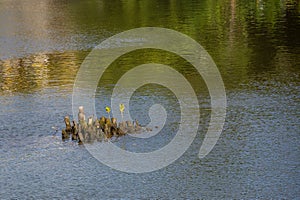 Mangroves growing on broken trees in Riviere la Chaux, Mahebourg, Mauritius