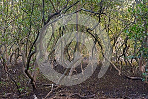 Mangroves growing on the Georges River, Sydney, Australia