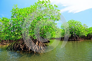 Manglares sobre el isla las Filipinas 