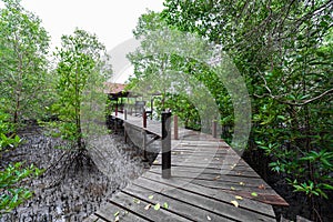 Mangroves inTung Prong Thong or Golden Mangrove Field at Estuary