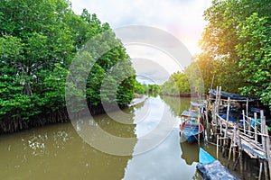 Mangroves inTung Prong Thong or Golden Mangrove Field at Estuary