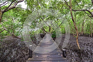 Mangroves inTung Prong Thong or Golden Mangrove Field at Estuary