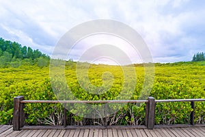 Mangroves inTung Prong Thong or Golden Mangrove Field at Estuary