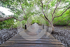 Mangroves inTung Prong Thong or Golden Mangrove Field at Estuary