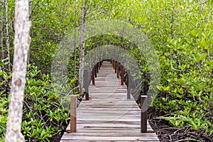 Mangroves inTung Prong Thong or Golden Mangrove Field at Estuary