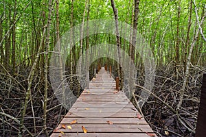 Mangroves inTung Prong Thong or Golden Mangrove Field at Estuary