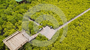 Mangroves inTung Prong Thong or Golden Mangrove Field at Estuary