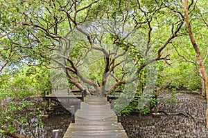 Mangroves inTung Prong Thong or Golden Mangrove Field at Estuary