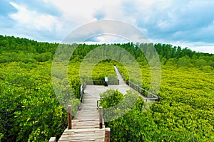 Mangroves inTung Prong Thong or Golden Mangrove Field at Estuary