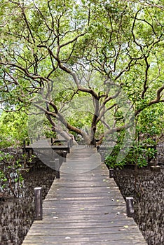 Mangroves inTung Prong Thong or Golden Mangrove Field at Estuary