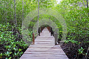 Mangroves inTung Prong Thong or Golden Mangrove Field at Estuary