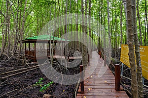 Mangroves inTung Prong Thong or Golden Mangrove Field at Estuary