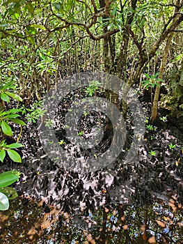 Mangroves Jozani Forest Zanzibar