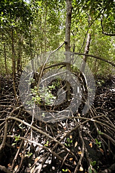 Mangroves in the Jozani Forest, Zanzibar, Tanzania