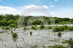 Mangroves in Kukup