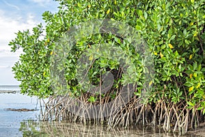 Mangroves in lagoon photo