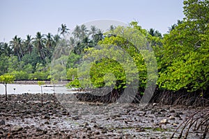 Mangroves at low tide in the jungle
