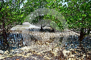 Mangroves and the low tide, Zanzibar