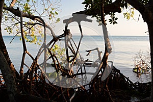 Mangroves. Mucura island. Archipelago of San Bernardo. Gulf of Morrosquillo. Colombia photo