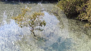 Mangroves natural habitat at Al Jubail Park in Abu Dhabi, UAE