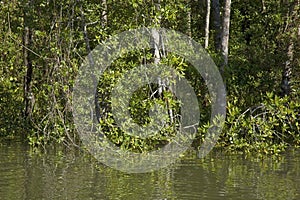 Mangroves near Sierpe in Costa Rica photo