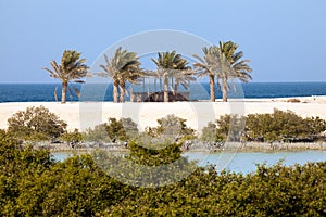 Mangroves and palm trees on Sir Bani Yas island, UAE