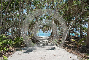 Mangroves: Path to Mystery Island Beach