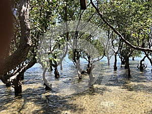 Mangroves Photo photo