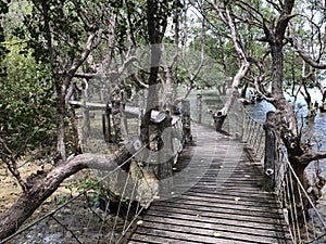 Mangroves Photo photo