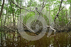 Mangroves in Progreso