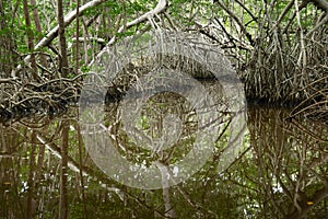 Mangroves in Progreso