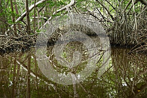 Mangroves in Progreso photo