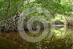 Mangroves in Progreso photo