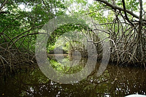 Mangroves in Progreso