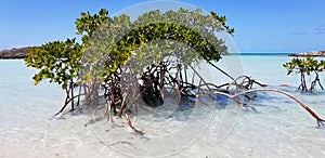 Mangroves provide ecological balance in the Bahamas