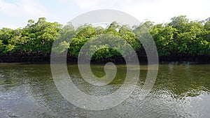 Mangroves at punta rusia