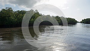 Mangroves at punta rusia