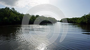 Mangroves at punta rusia