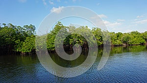 Mangroves at punta rusia