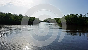 Mangroves at punta rusia