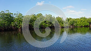 Mangroves at punta rusia