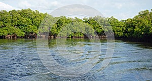 Mangroves at punta rusia