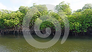 Mangroves at punta rusia photo