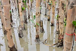 Mangroves reforestation in coast of Thailand