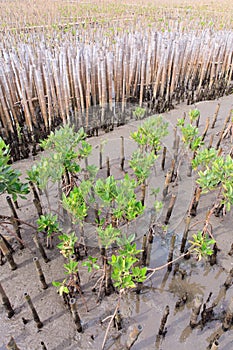 Mangroves reforestation in coast of Thailand