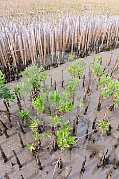 Mangroves reforestation in coast of Thailand photo