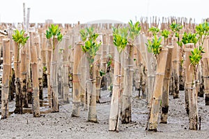 Mangroves reforestation in coast of Thailand photo