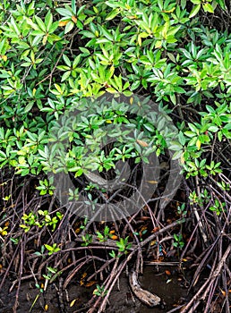 Mangroves Rhizophora mucronata Root and green leaves