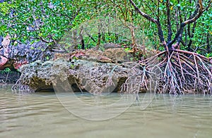 The mangroves and rocks of Ko Thalu Ok Island, Thailand