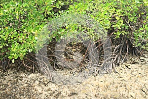 Mangroves with roots growing from substrate